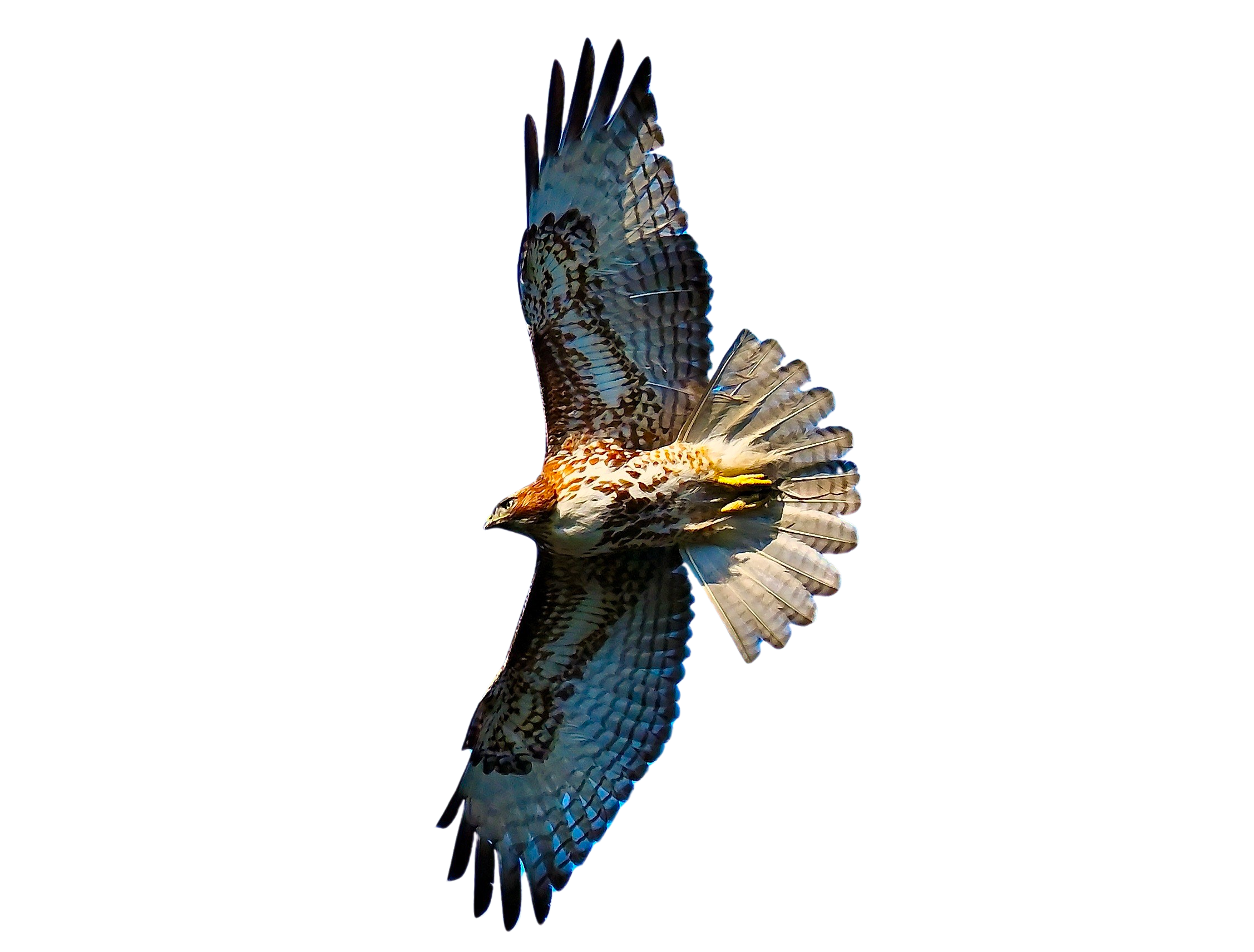 Skyhawk